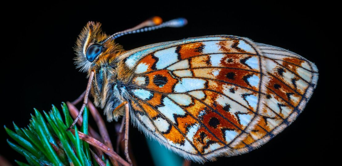 Mastering Macro Photography Art and Science